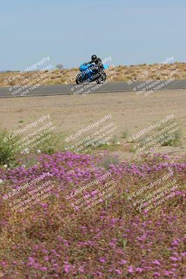 media/Mar-12-2023-SoCal Trackdays (Sun) [[d4c8249724]]/Turn 15 Inside Bloom (130pm)/